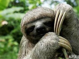 چرا خرس های تنبل حركات آهسته ای دارند؟