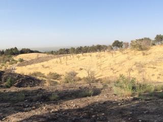 آتش زدن عمدی بوستان چیتگر به قصد ضربه زدن به شهرداری