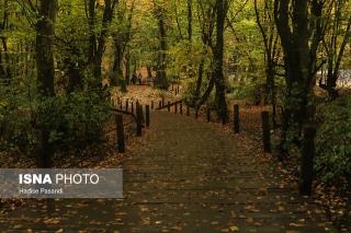 مدیریت اكوسیستم بهترین راه حفاظت از جنگل ها