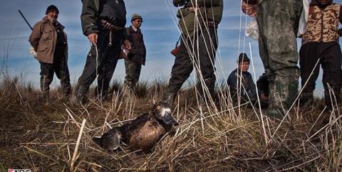 واكنش طیبه سیاوشی به نسل كشی پرندگان مهاجر در مازندران