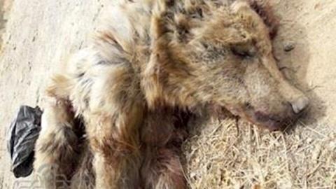 افشای راز قتل توله خرس قهوه ای سوادكوه