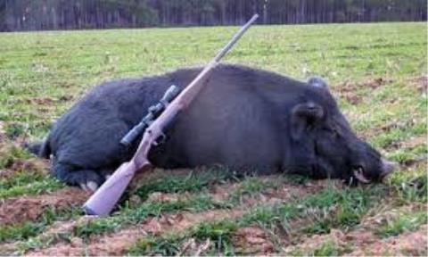 شكارچی ها گراز شكار می كنند، پلنگ ها غذا ندارند