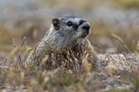 كشف لاشه 270 مارموت در خودرویی در مغولستان