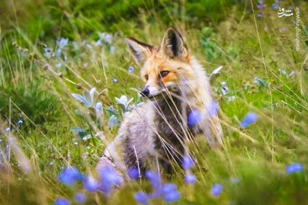 چوپان ها، گله گرگ ها را كشتند و محكوم شدند