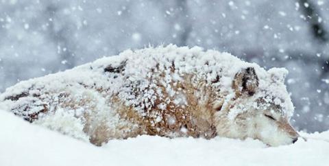 احتمال نزدیك شدن حیوانات به مناطق مسكونی زیاد است