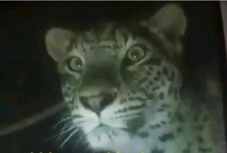 حمله پلنگ به دو كارگر معدن