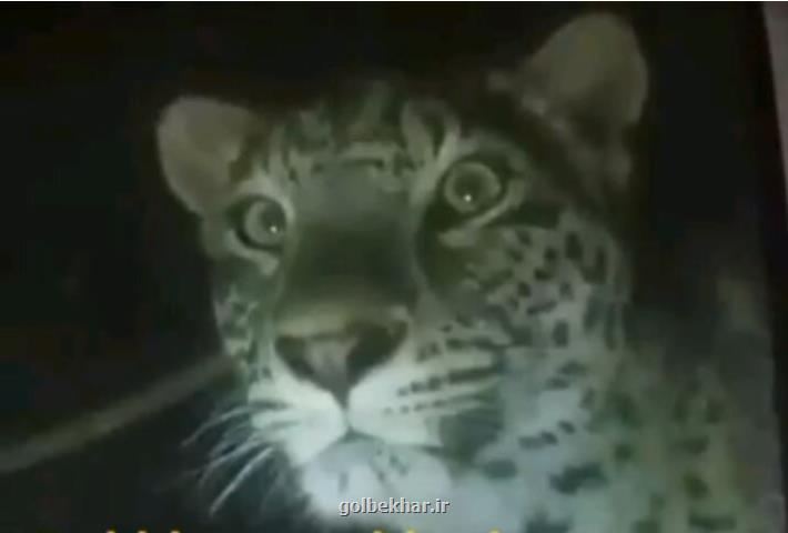 حمله پلنگ به دو كارگر معدن