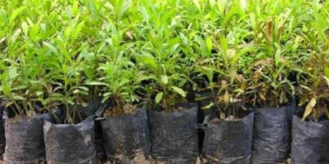 تولید بیشتر از یك میلیون و 891 هزار اصله نهال در مازندران