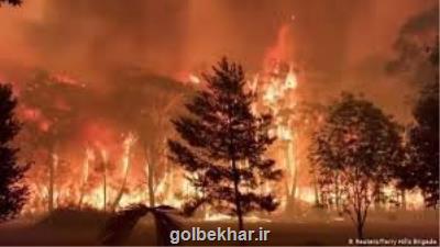 ۲۰ درصد از جنگل های استرالیا در آتش سوخته اند