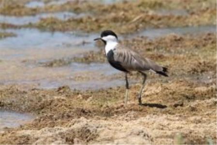 7 نكته درباره پرندگان بومی و غیر بومی ایران