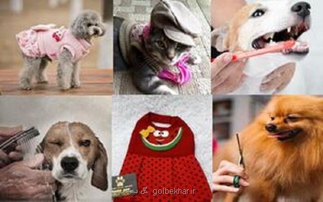 حیوانات خانگی ناقل كرونا هستند؟