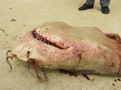 سوپ باله كوسه با طعم انقراض!