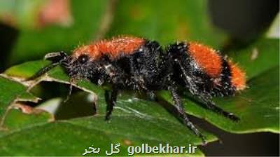 كاهش ۲۵ درصدی جمعیت حشرات