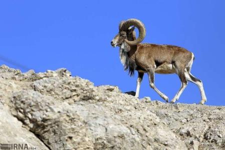 كلینیك و مركز قرنطینه حیات وحش پردیسان تعطیل نشده است