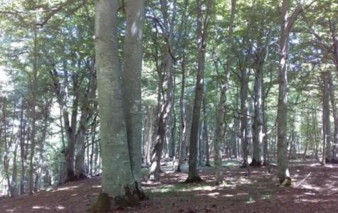 چطور می توان جنگل های شمال را نجات داد؟