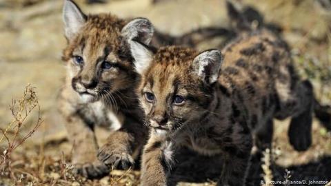 شادی مكزیكی ها از تولد پاندمی و قرنطینه