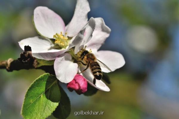 حقه زنبورها برای زود گل دادن گیاهان