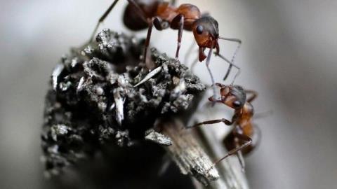 حیوانات هم هنگام بیماری فاصله اجتماعی را رعایت می كنند