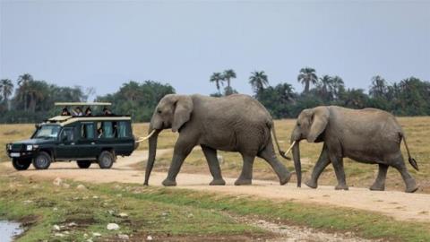 كاهش دو سوم از جمعیت گونه های حیات وحش در كمتر از پنجاه سال