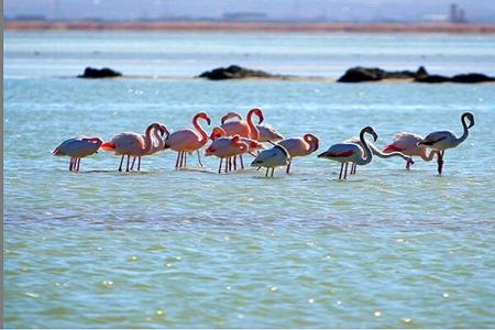 نتیجه پردازش تصاویر ماهواره ای از سطح آبی هامونهای سیستان