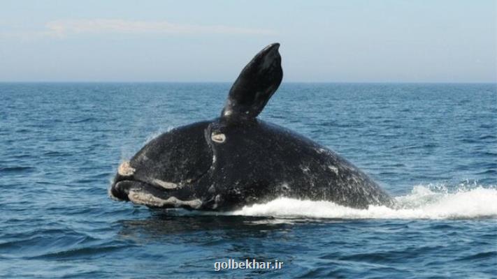 نهنگ ها و دلفین ها در معرض خطر جدی و فوری انقراض