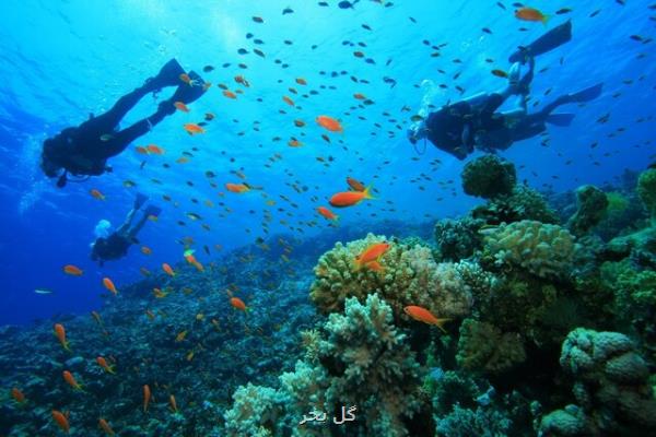 از لاكپشت دریایی تا گیتار ماهی تنوع آبزیان خلیج فارس