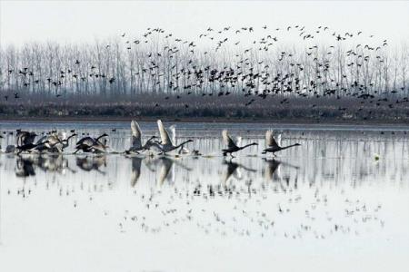 تالاب انزلی مقصد همه ساله مهاجران سیبری