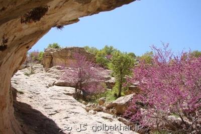 ارغوان عروس زاگرس می خشكد؟