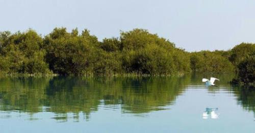 خطر جدی تخریب جنگل های حرا و بیم كوچ همیشگی پرندگان